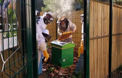 Les abeilles emménagent au Jardin Cardalino