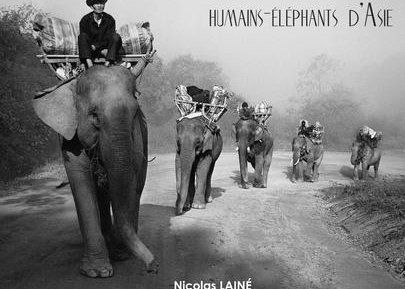 Les cultures interspécifiques humains - éléphants d'Asie