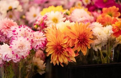Déplacement du marché Prêcheurs Fleurs