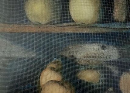 "Est-ce qu'une pomme, ça bouge"