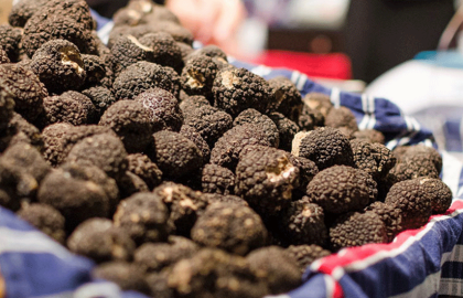 Appel à candidatures marché aux truffes 2024