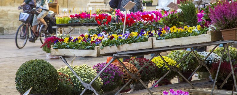 Le marché aux fleurs d'Aix-en-Provence