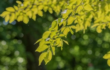 Plantation d'ormes de Chine aux Milles