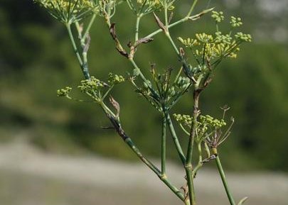 Ethnobotanique de Basse Provence