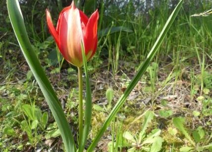 Sortie botanique : Les messicoles de Luynes