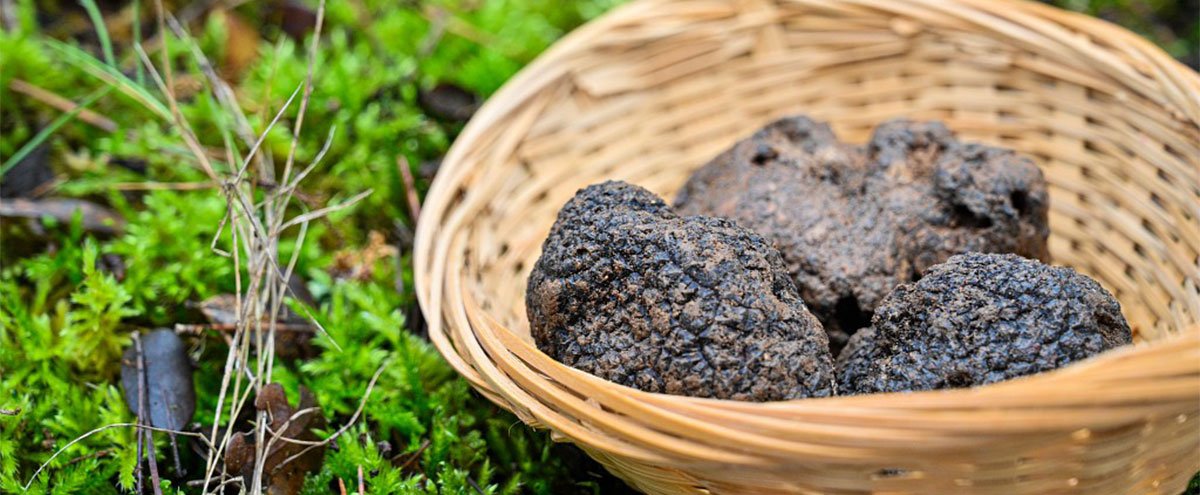 Marché aux truffes