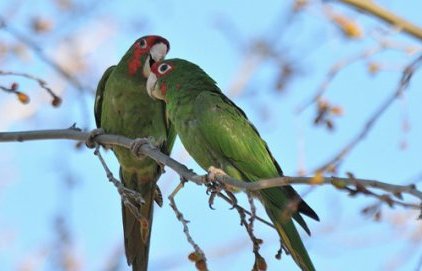 Conférence - Connaître la conure mitrée aixoise : une jolie espèce exotique (…)