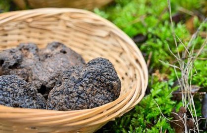 Marché aux truffes