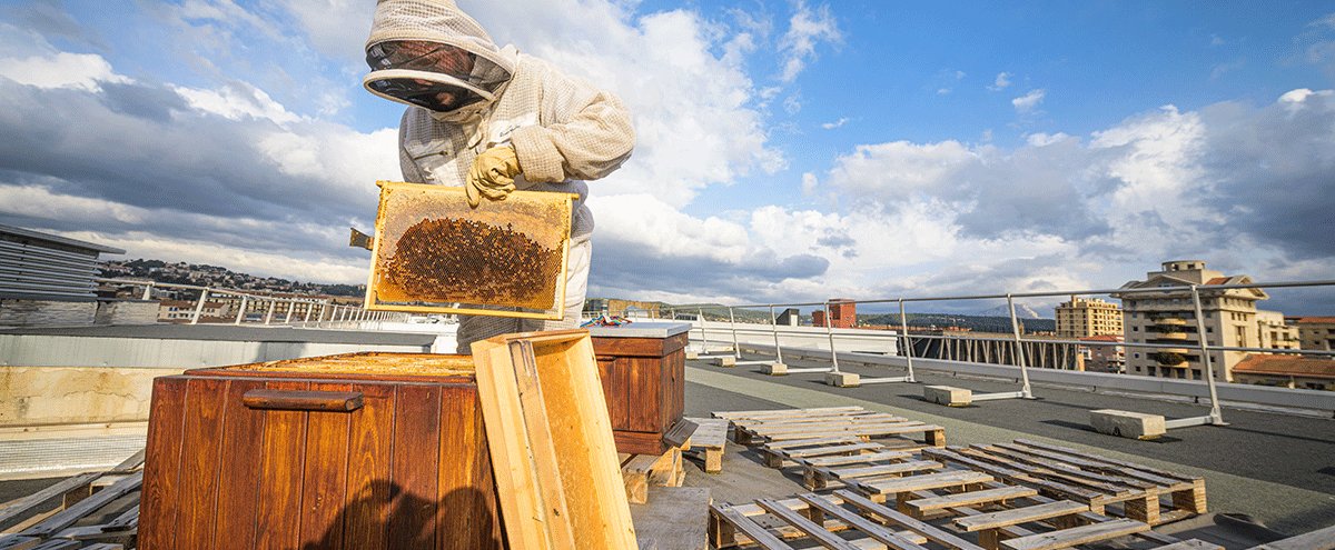 Ruches connectées : des abeilles en mission