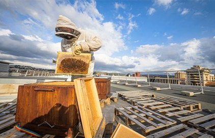 Ruches connectées : des abeilles en mission