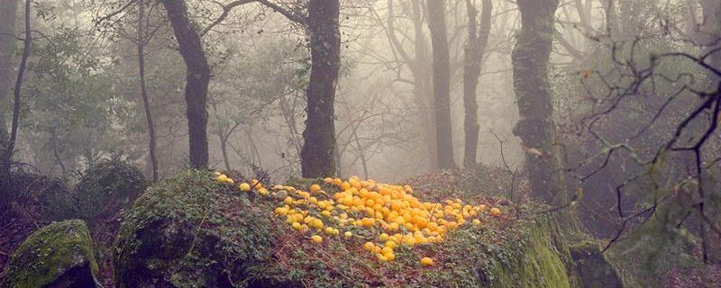 Regards croisés - Portugal / Provence