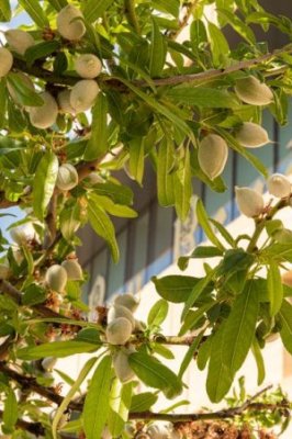 Récolte des amandes dans les Jardins du Roy René