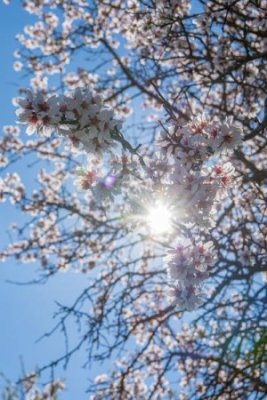 Visite guidée: "La floraison de l'amandier"