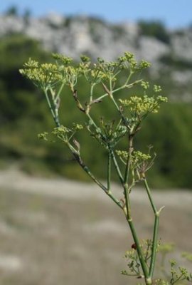 Ethnobotanique de Basse Provence