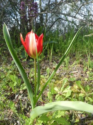 Sortie botanique : Les messicoles de Luynes